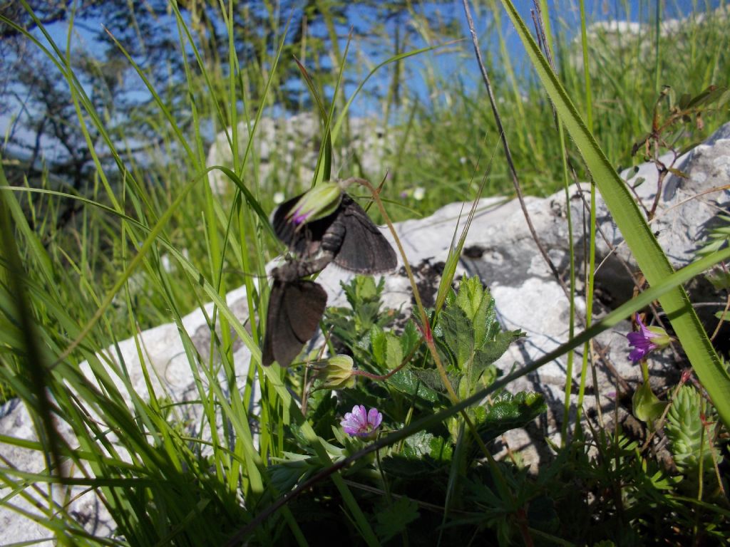 farfalla scura da identificare - Odezia atrata, Geometridae